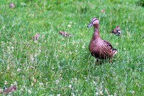 Duck walks on the grass