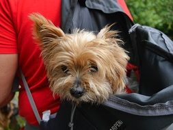 Terrier in the bag