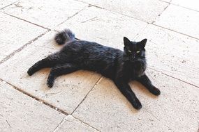 black cat is lying on a concrete tile