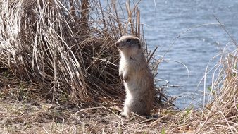 gopher near water in dry grass