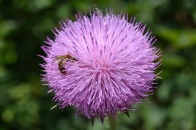 Bee is on a Purple Thistle flower