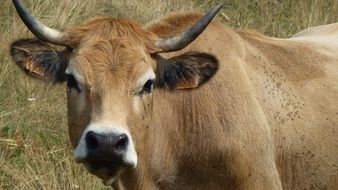 Cow Aubrac
