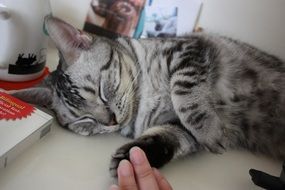 Cat Sleeping on a table