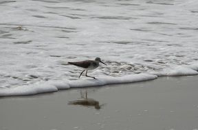 sanderling on the beach, kumta, india