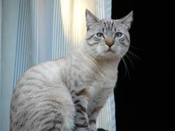 domestic silver cat