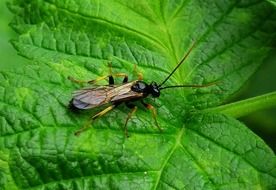 closeup picture of insect with a large mustache on a leaf