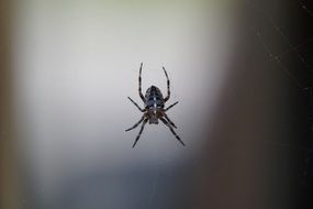 spider hanging on its cobweb