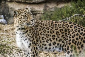 graceful persian leopard