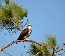 perched brown osprey in wildlife