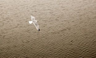 white bird flies over the water surface