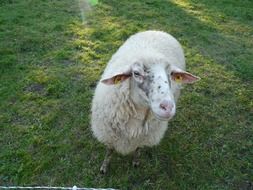 a sheep stands on green grass