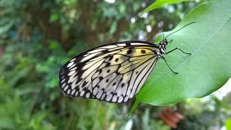 striped butterfly on a green meadow