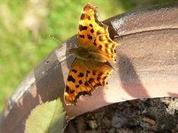 orange butterfly with black spots in the garden