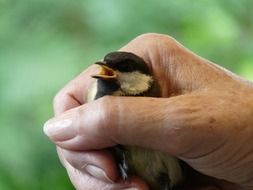 caught chick in man's hand