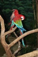 Parrots Bird