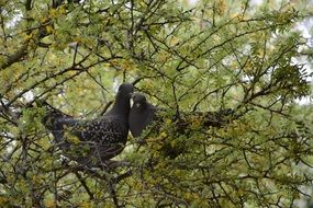 Pigeons on the tree