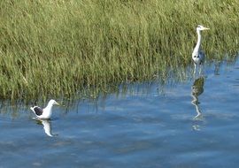 Herons near the green grass in the river