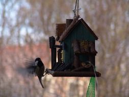 Tit Bird in bird house