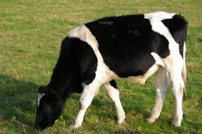 Black and white cow in the countryside