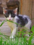 black and white kitten in the green grass
