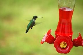 Picture of Hummingbird near the red feeder with the liquid