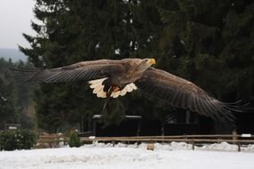 bird of prey is flying over the winter field