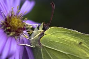 closeup of a gonepteryx rhamni on the purple flower