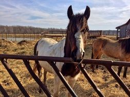 farm horses in ranch