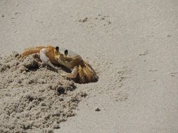 crab buries itself in the sand on the beach