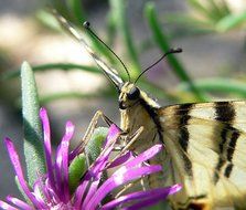 Macro photo of the colorful butterfly among the colorful flowers