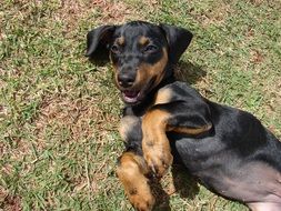 playful young dog