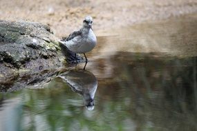 gorgeous beauty Bird Nature