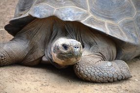 Turtle on ground