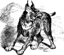 drawing of an african cat