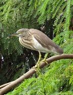 pond heron