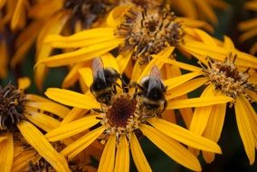Bees on Yellow flowers