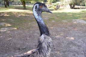 ostrich on the farm