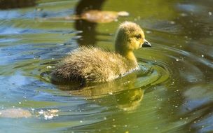 canadian duckling floats on water