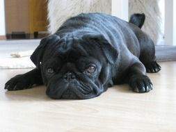 portrait of Black Pet Pug Lying