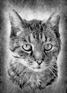 Domestic Cat Black and White portrait