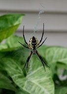 charming Spider Garden