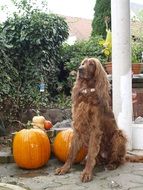 Dog on the halloween