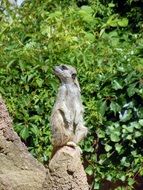 Cute meerkat sitting on the rock among the plants