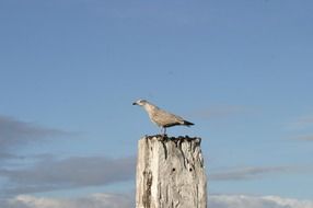 Seagulls in Norddeich