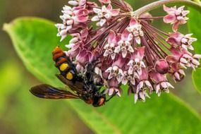 winged insect on an unusual flower