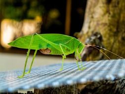 closeup of a bright green grasshopper