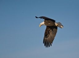 Bald eagle is flying