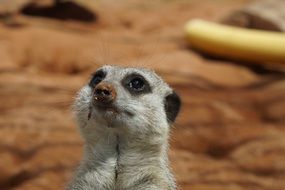 Head of the meerkat close-up on blurred background