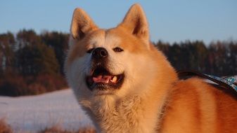 portrait of a red dog in winter