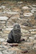 Cat on the road